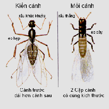 Cách phân biệt mối cánh với kiến cánh